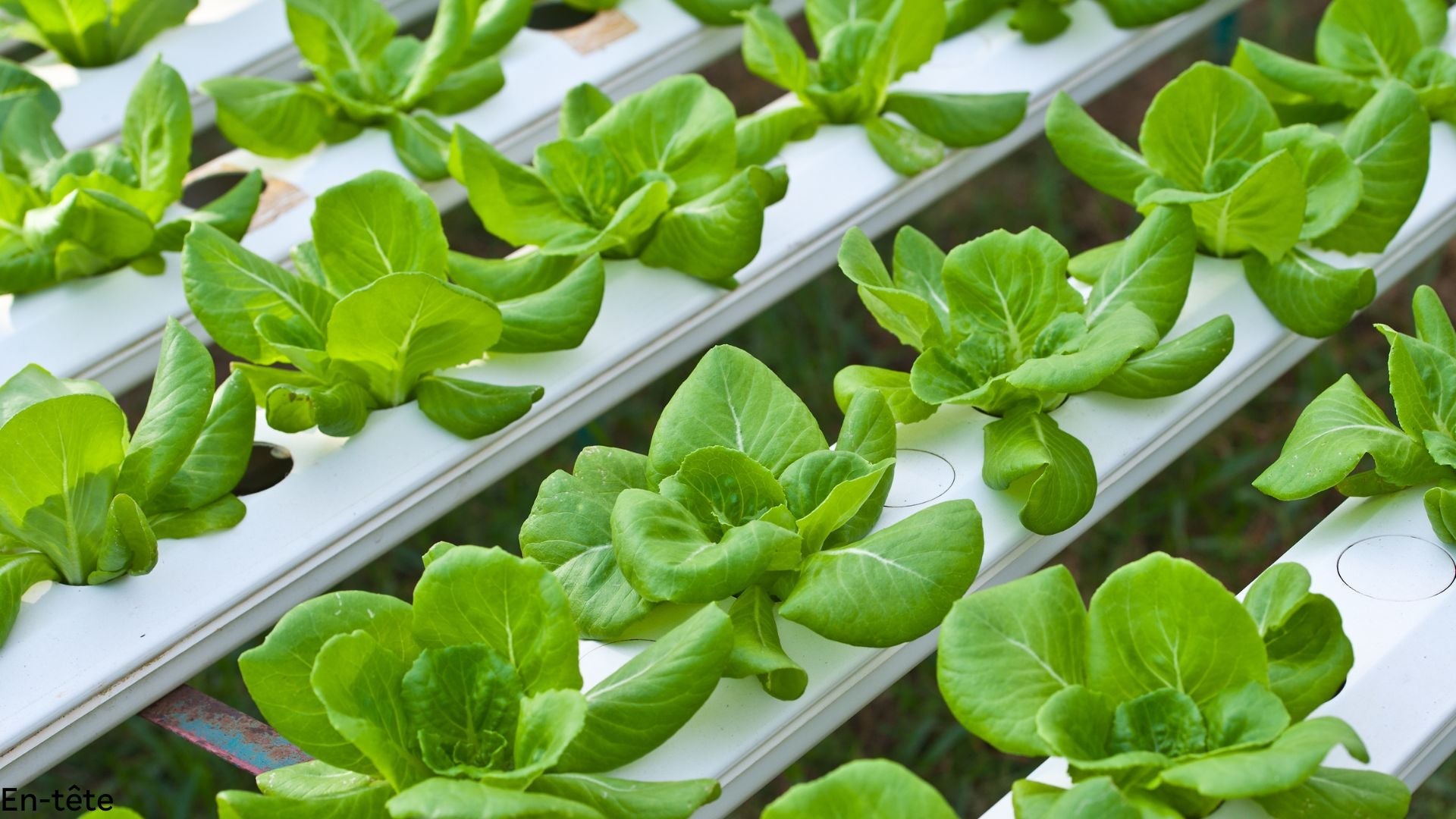 Hydroponie et Agriculture urbaine