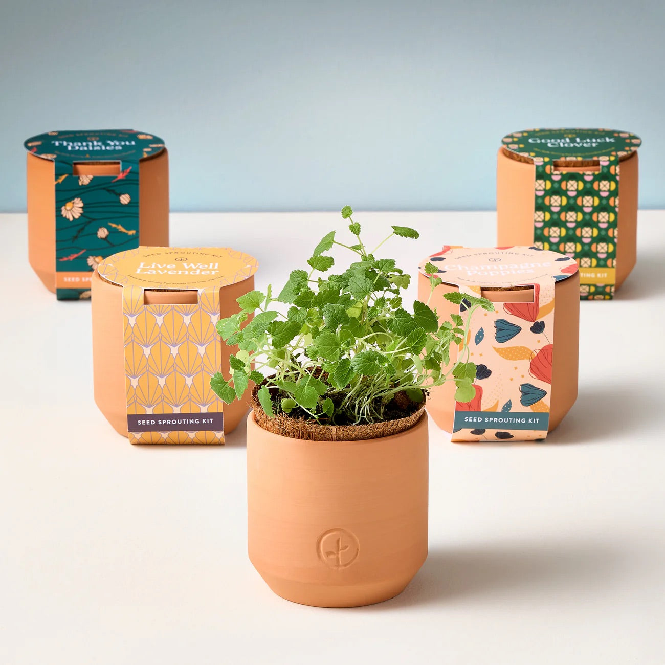 Kit en pot - modern sprout