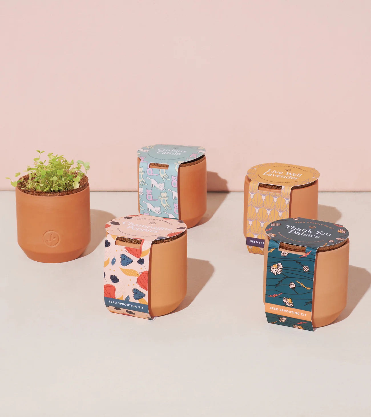 Kit en pot - modern sprout