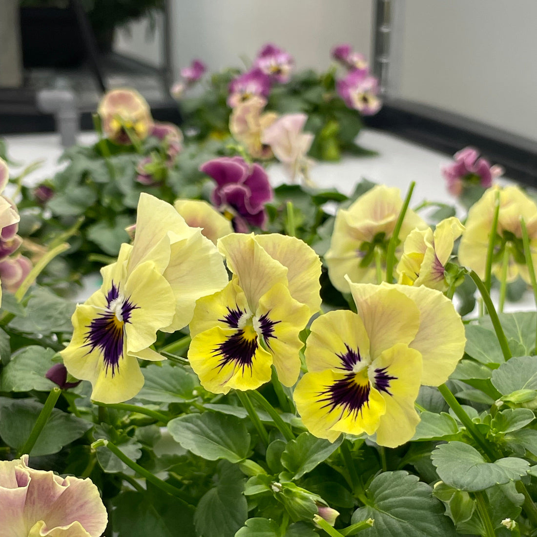 Edible flowers
