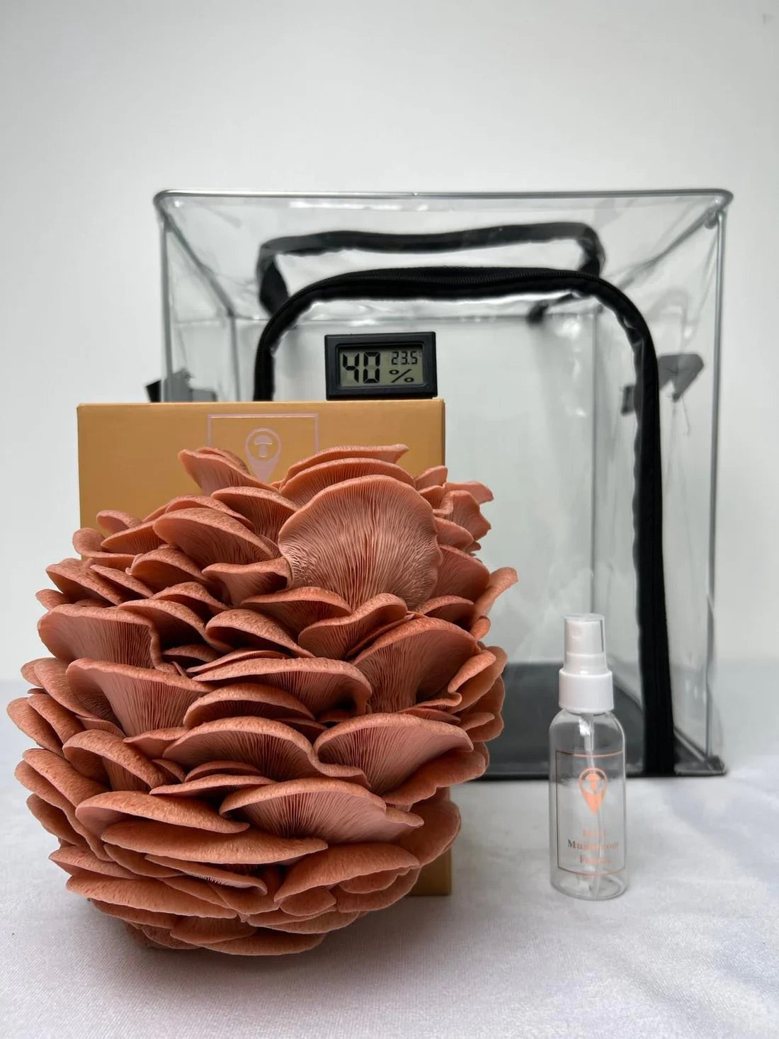 Mini ferme à champignons