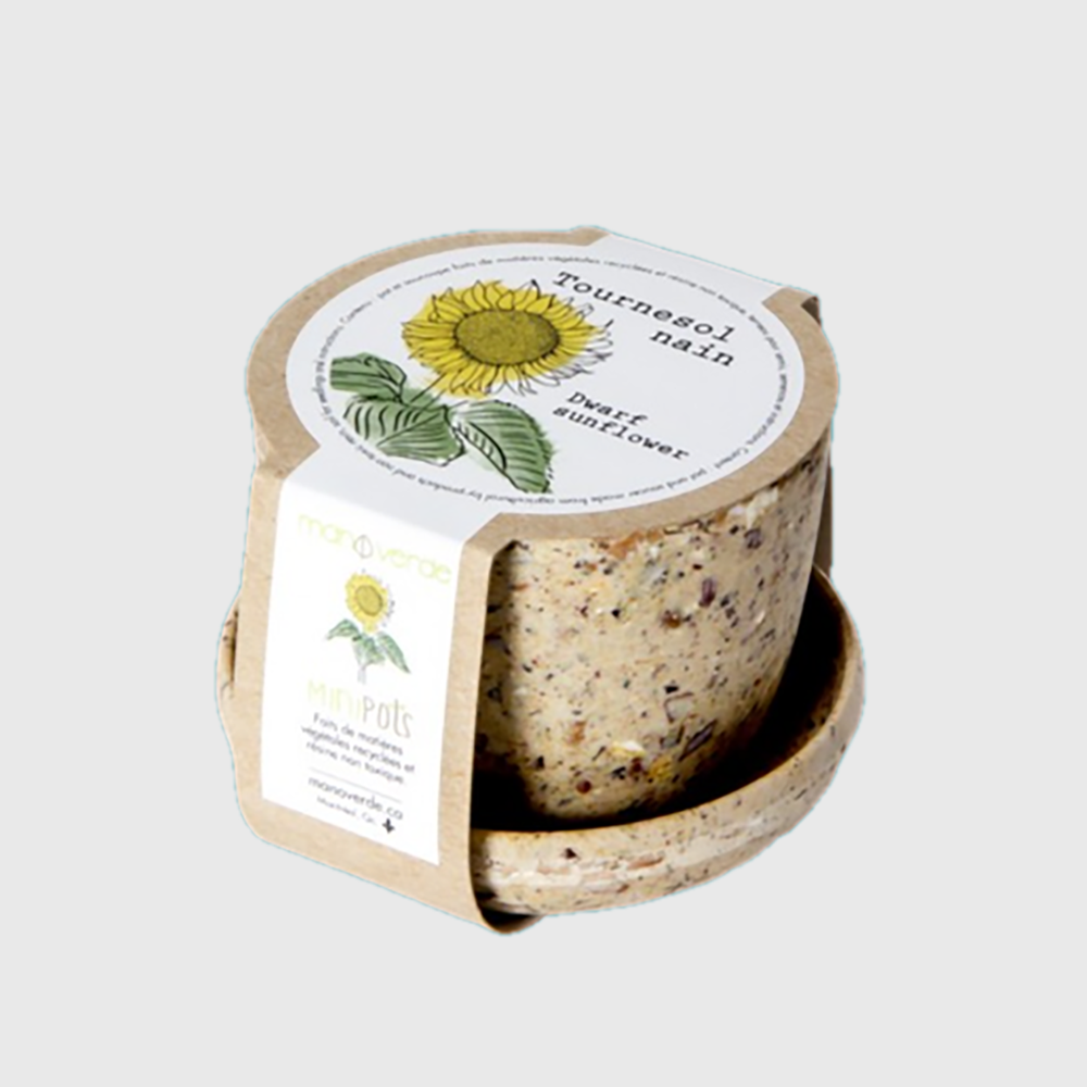 Minipots : tournesol nain