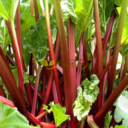Glaskins Rhubarb