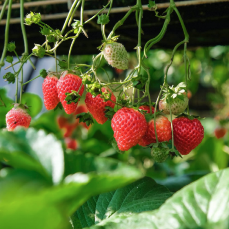 <strong>Produire des fraises en hydroponie</strong>