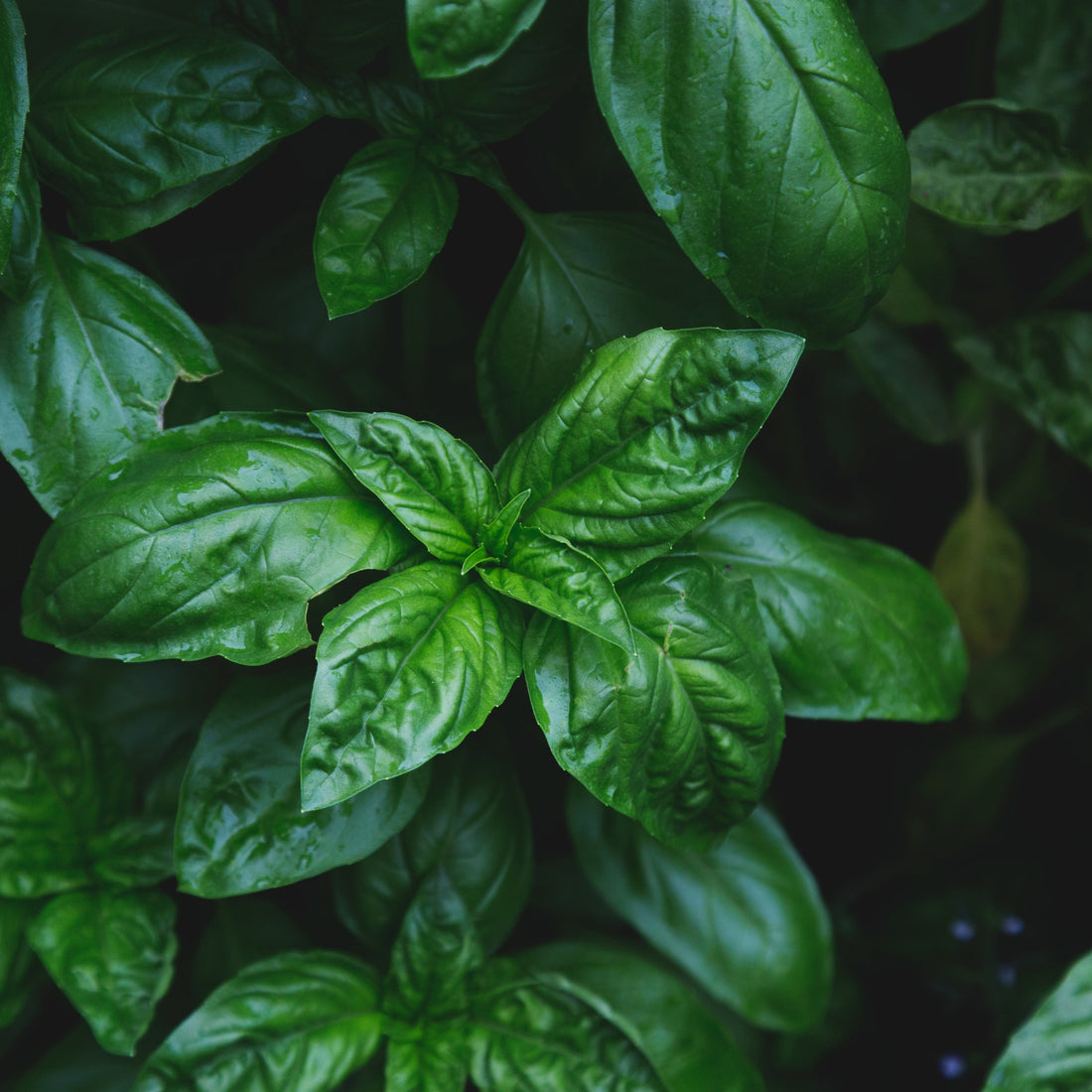 Comprendre les plantes pour mieux les cultiver