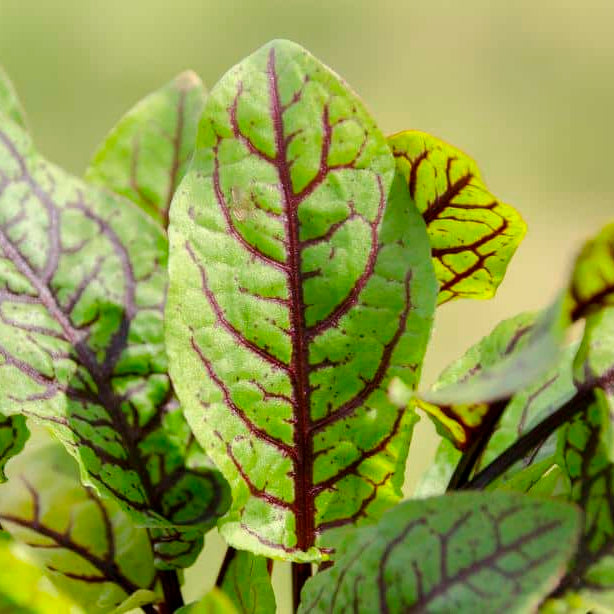 Sorrel