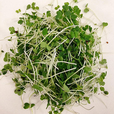 Microgreens