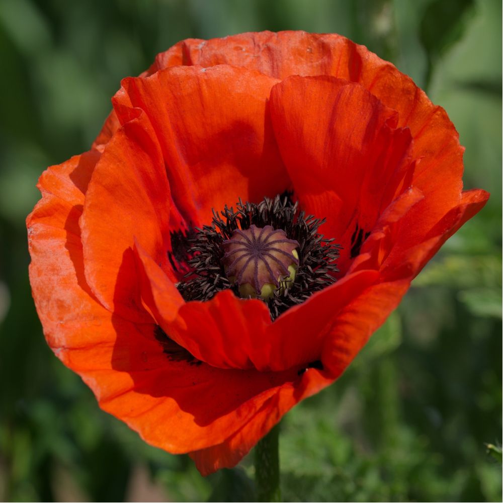Poppy