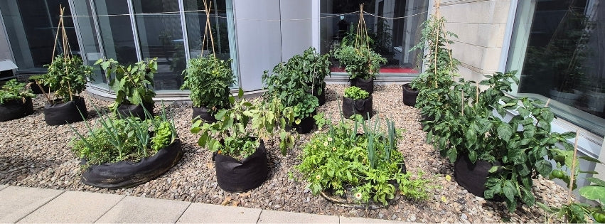 Relancer un projet d'agriculture urbaine sur un campus : le cas de l'Hectare urbain de HEC Montréal