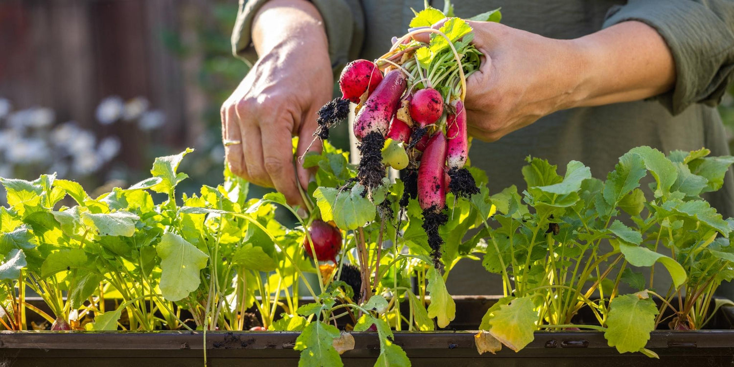 Semer en juin à Montréal : 8 légumes encore productifs cette saison