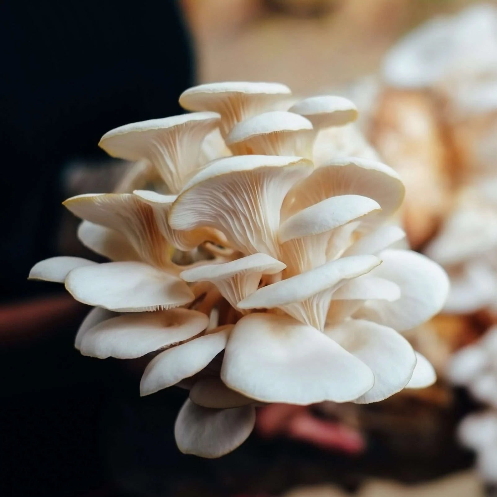 Champignons d'ici