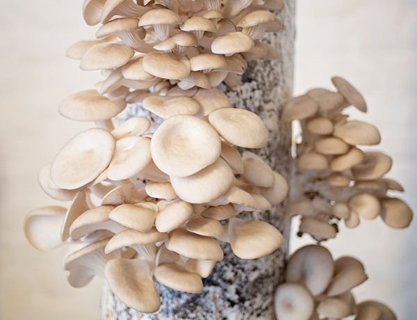 Culture de champignons