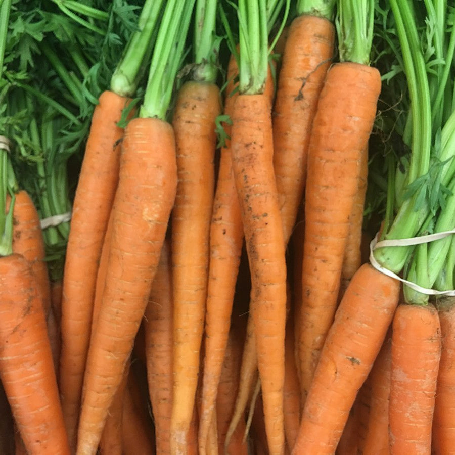 Carrot