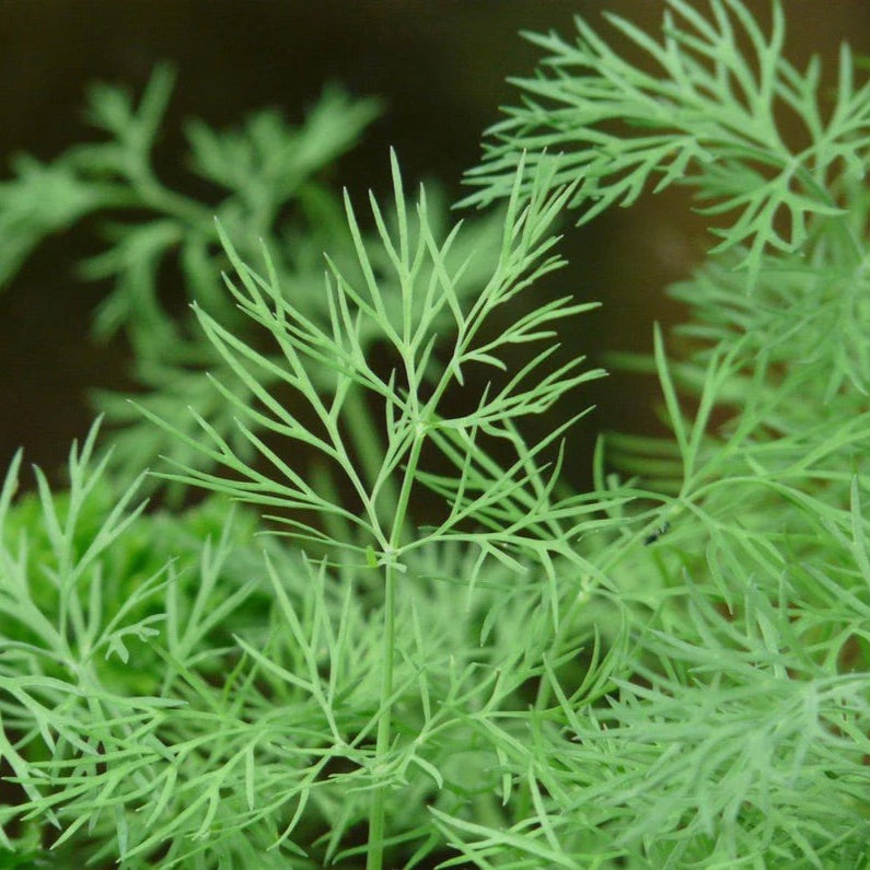 Garden Dill