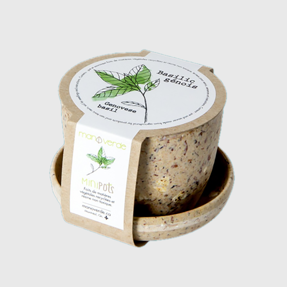 Minipots: Genoese basil