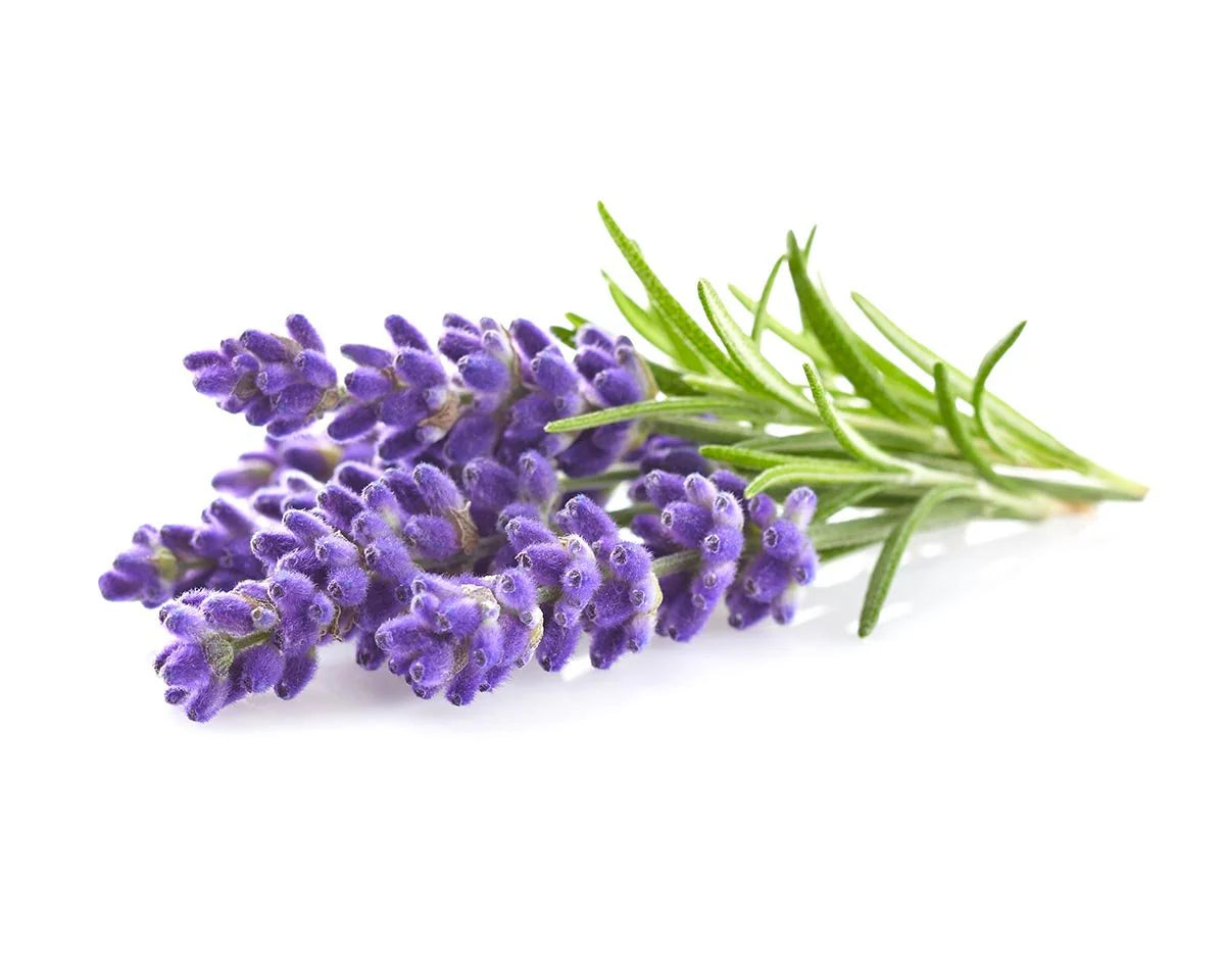 Lavender Plant Pods - ClicknGrow