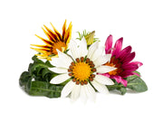 Gazania Plant Pods - ClicknGrow