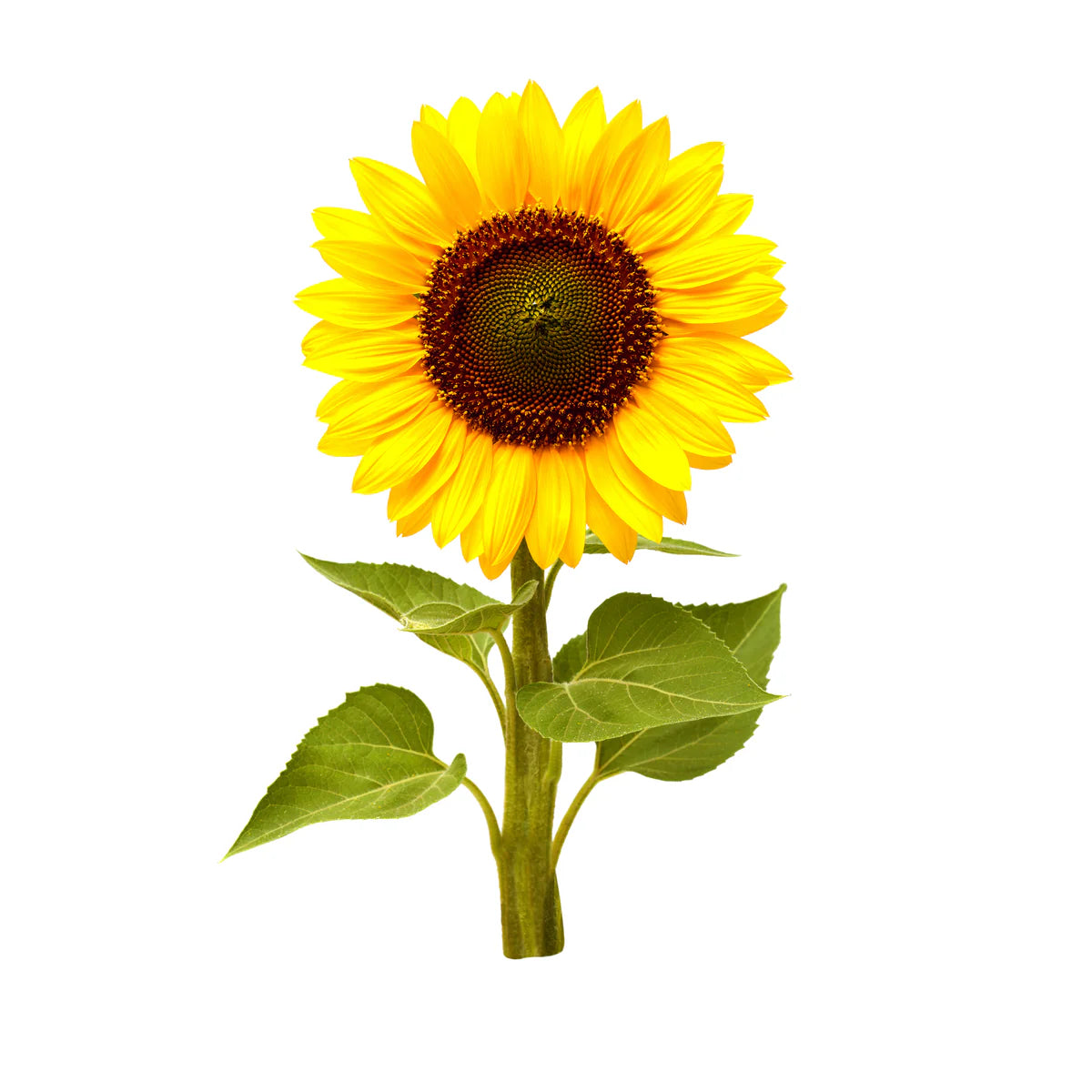 Mini Sunflower Plant Pods - ClicknGrow