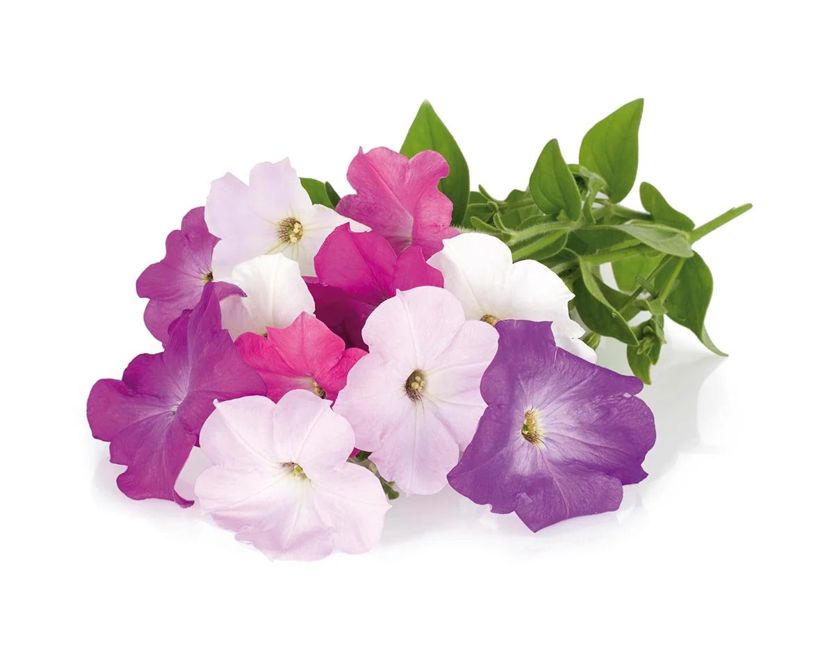Petunia Plant Pods - ClicknGrow