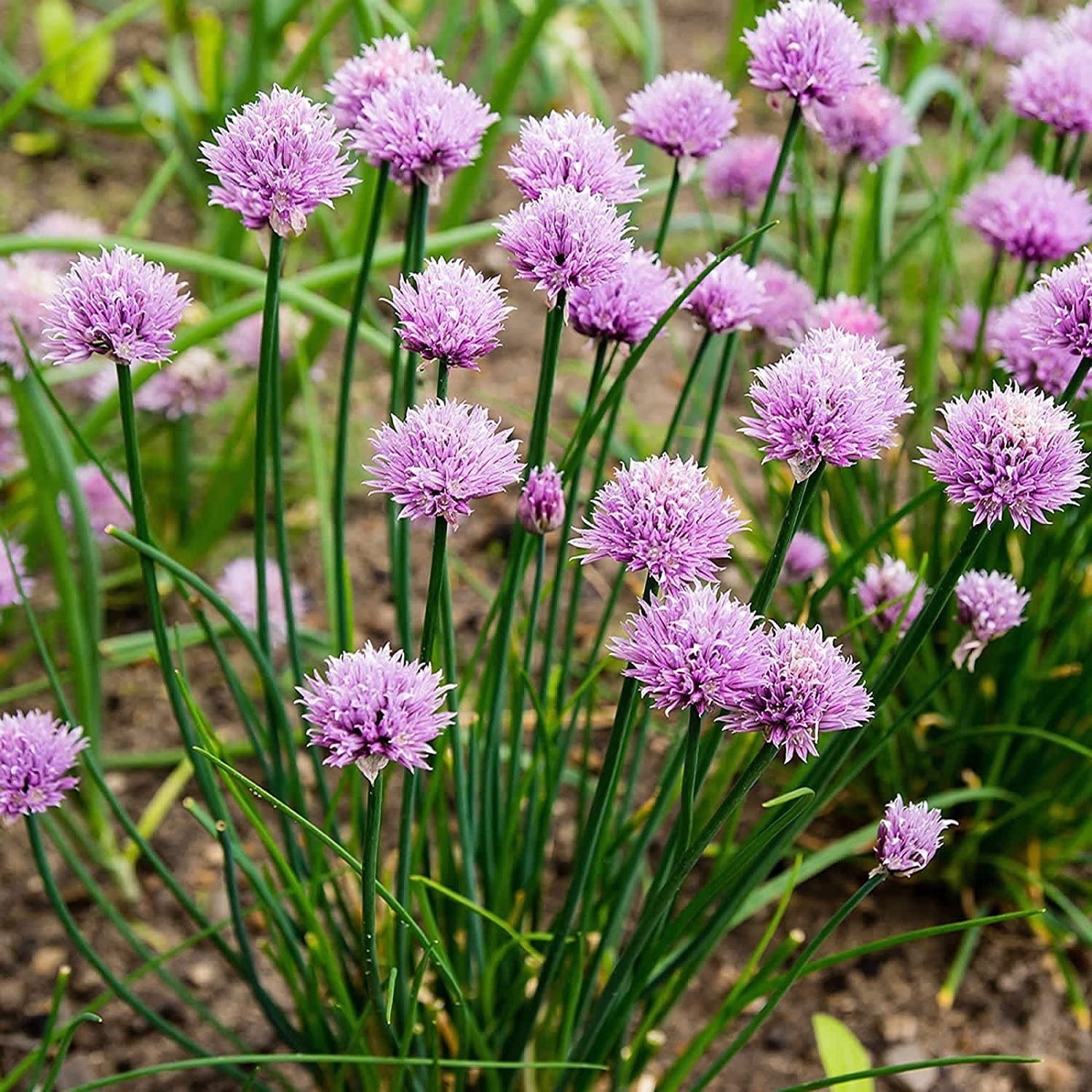 Chives