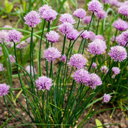 Chives