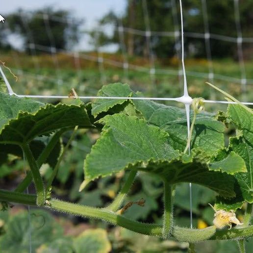 Filet à ramer blanc - Filet Treillis - Trellis netting
