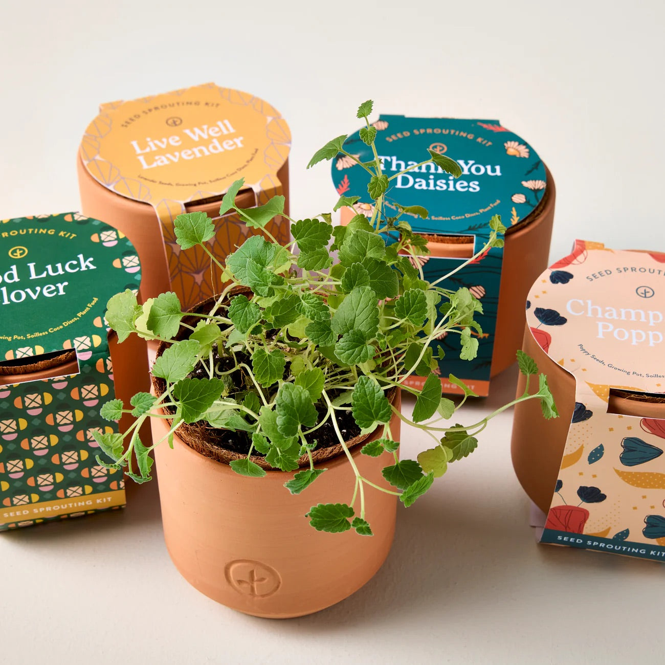 Potted kit - modern sprout