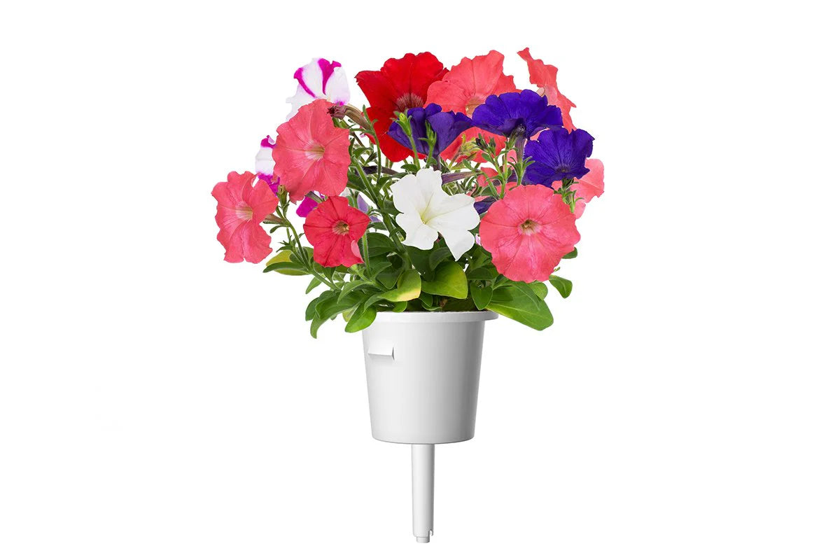 Petunia Plant Pods - ClicknGrow