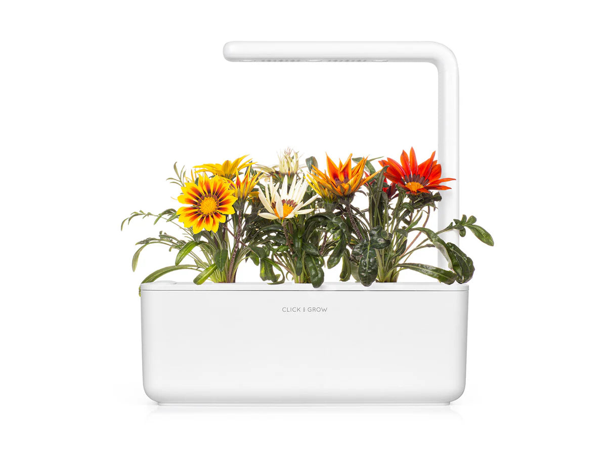 Gazania Plant Pods - ClicknGrow