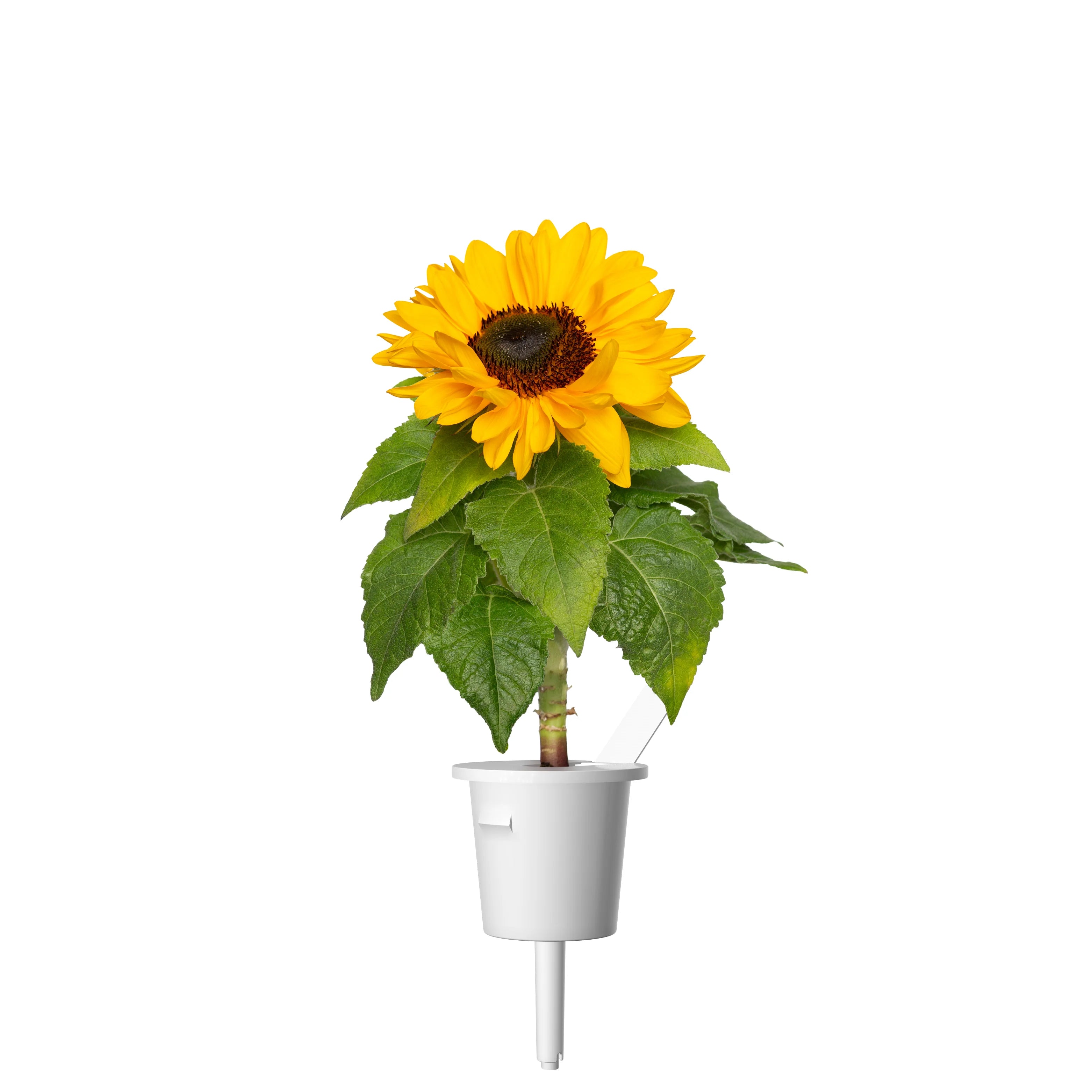 Mini Sunflower Plant Pods - ClicknGrow