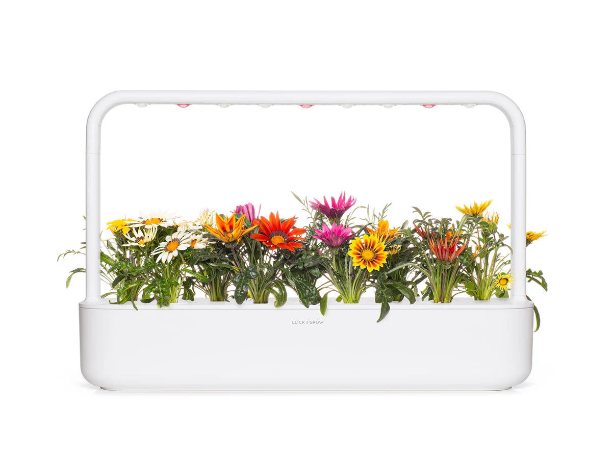 Gazania Plant Pods - ClicknGrow