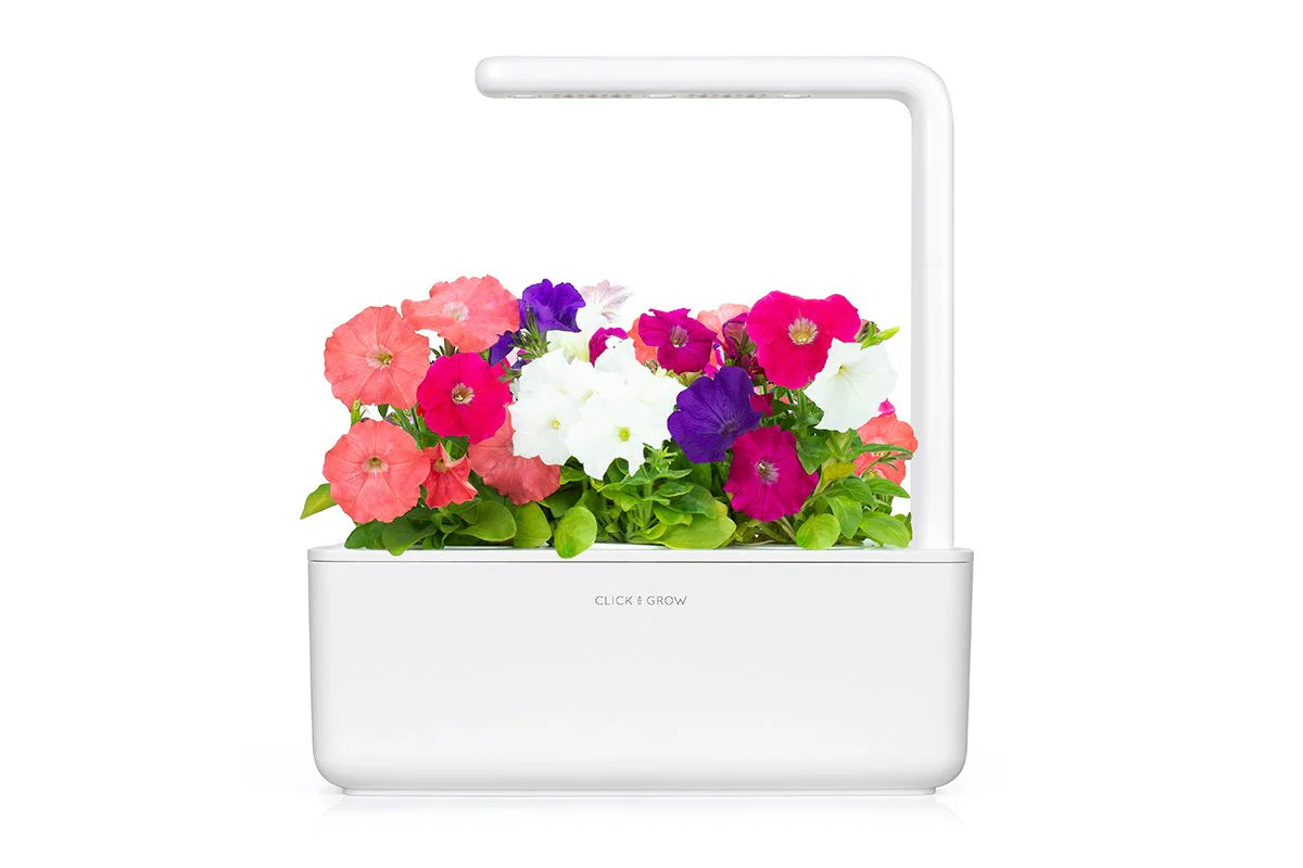 Petunia Plant Pods - ClicknGrow