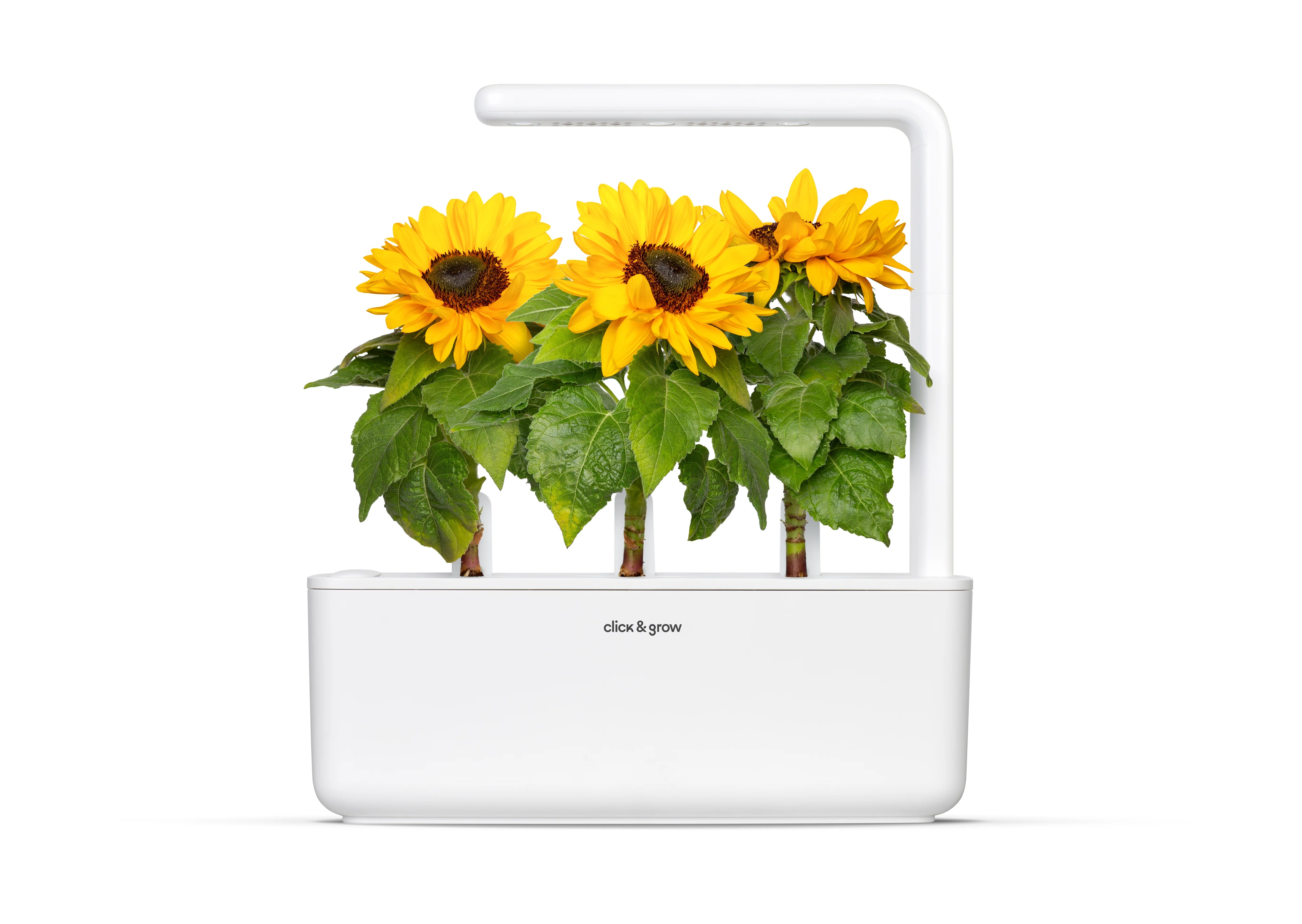 Mini Sunflower Plant Pods - ClicknGrow