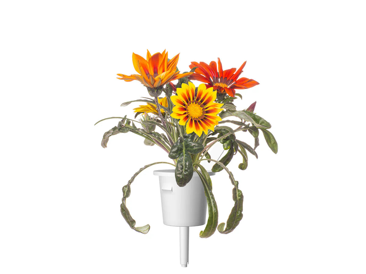 Gazania Plant Pods - ClicknGrow