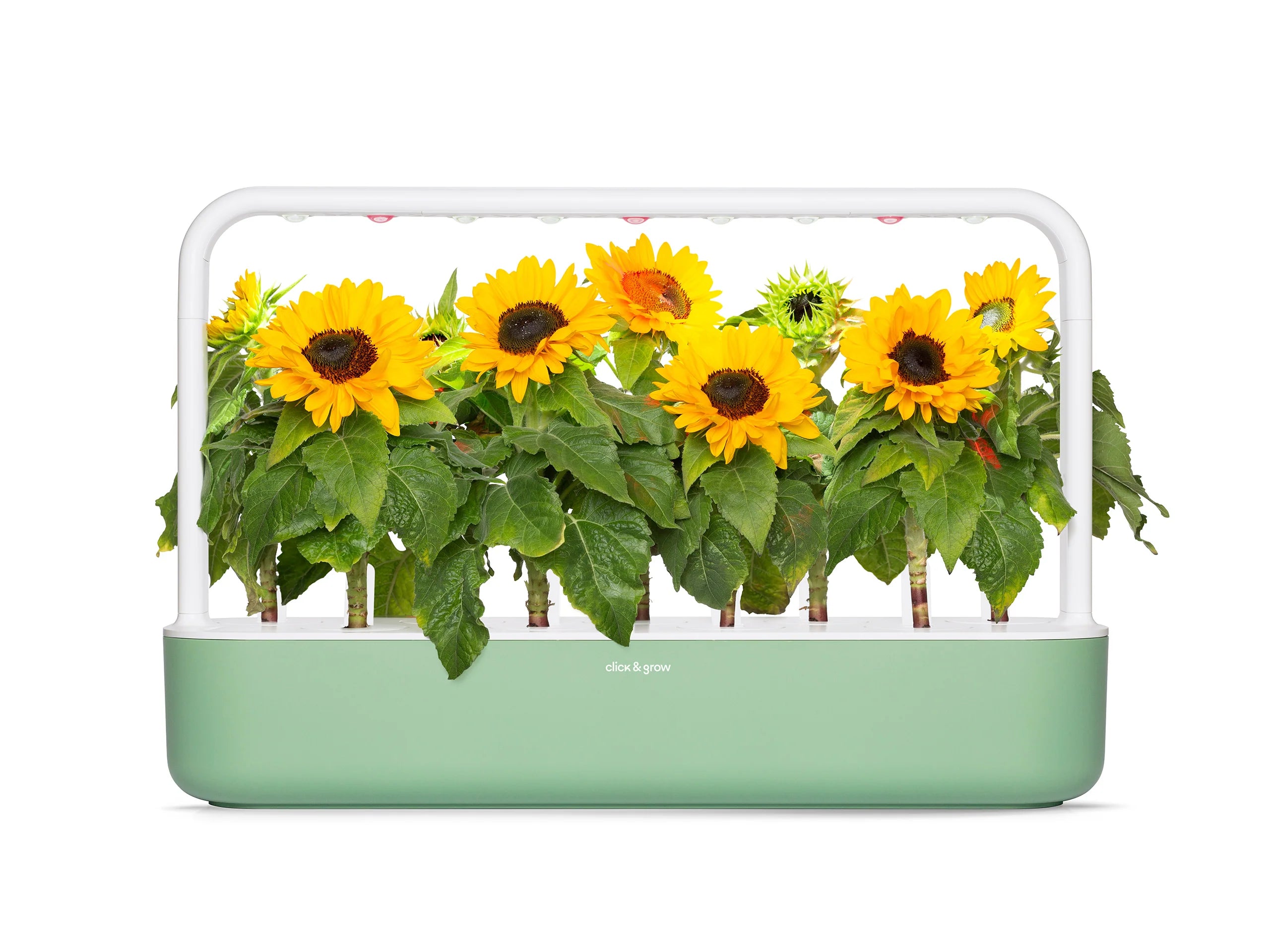 Mini Sunflower Plant Pods - ClicknGrow