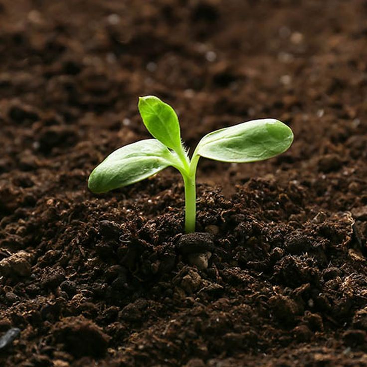 Seeds