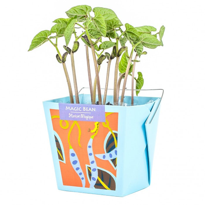 To grow at home: Magic beans