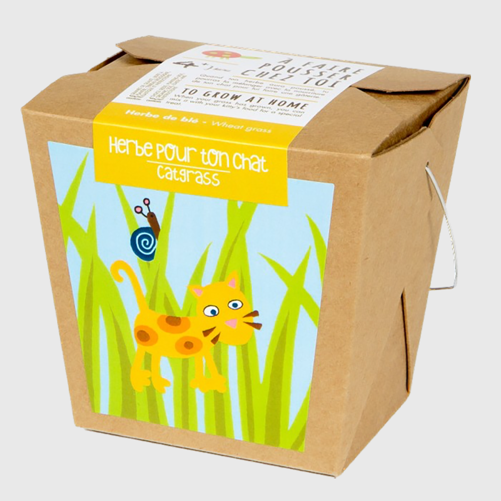 Grow at home: Cat grass