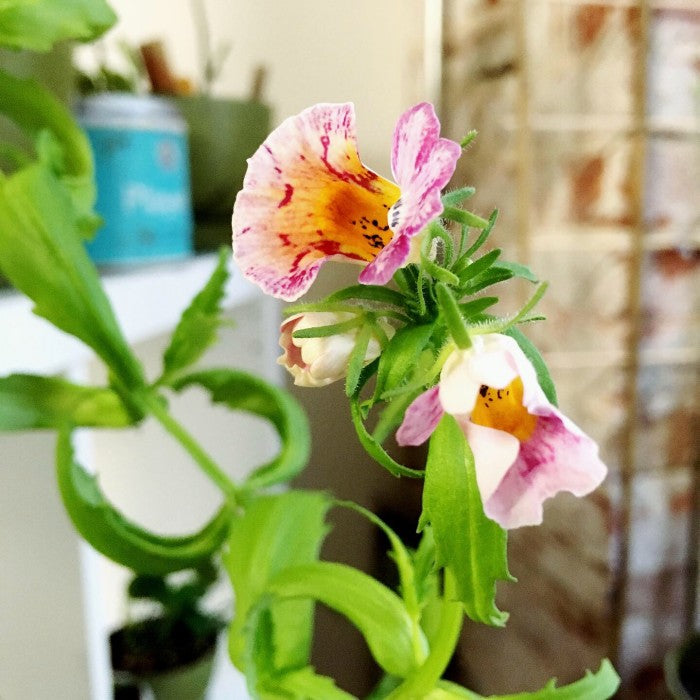 To grow at home: I love you