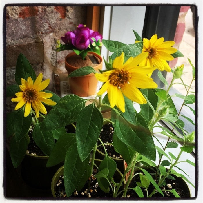 To grow at home: Sun flower / Sun lover