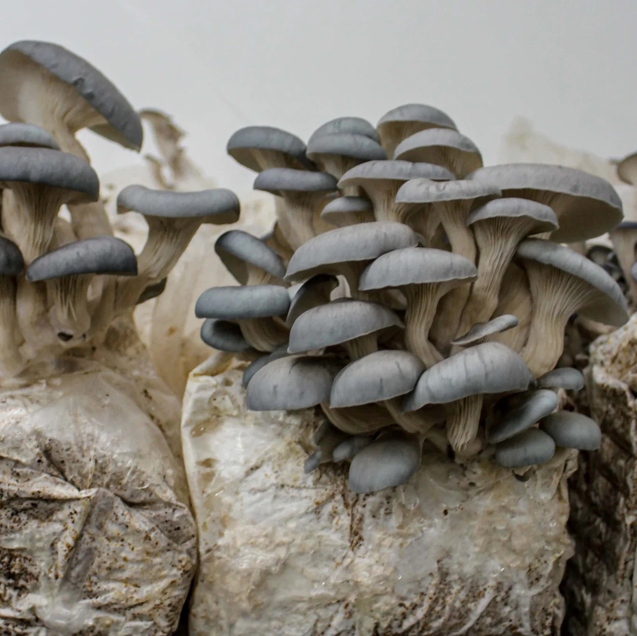 Mycelium Block