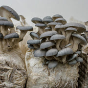 Mycelium Block