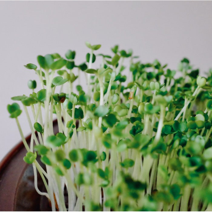 Broccoli bag - 125g