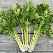 Celery