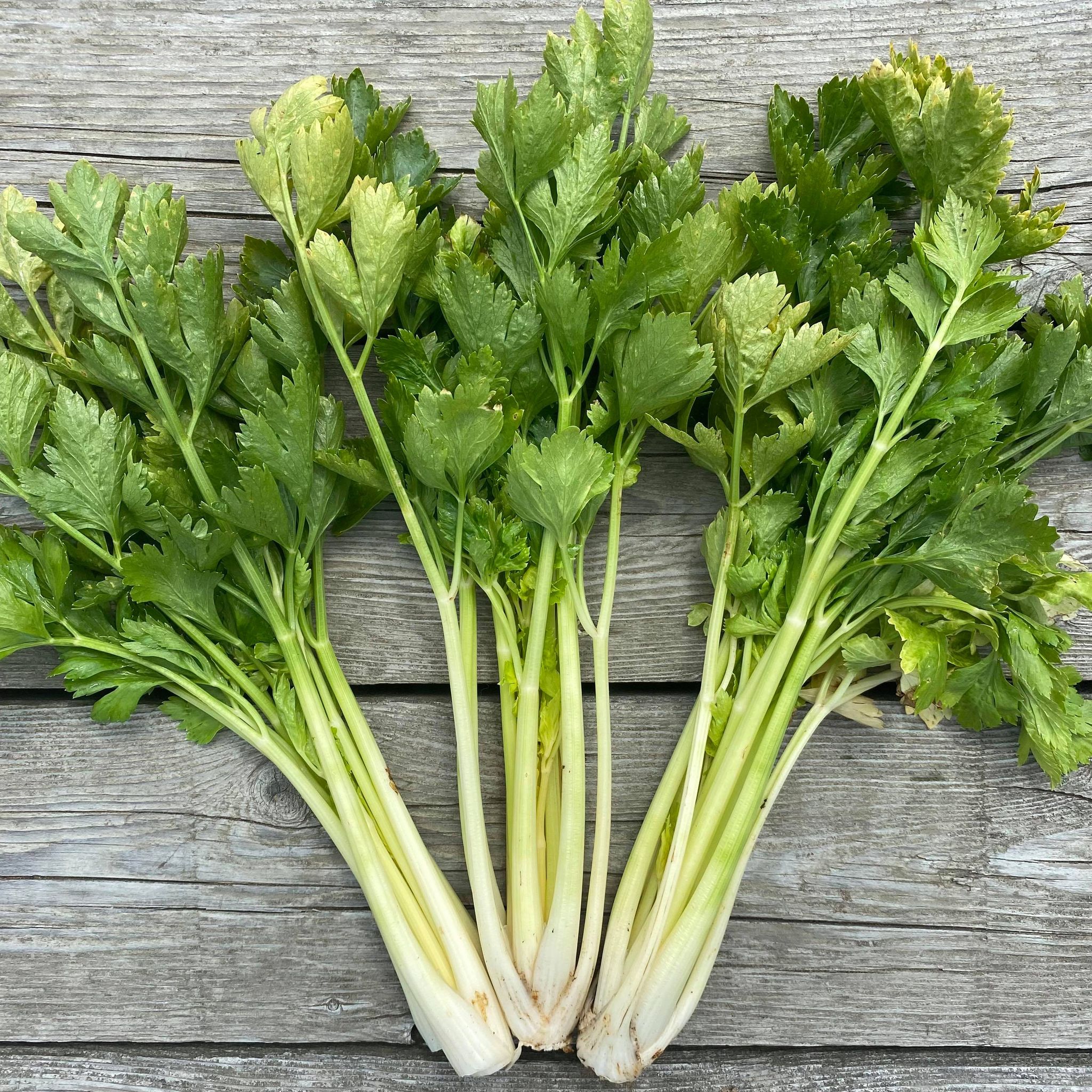 Celery