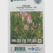 Celosia Flamingo Feather