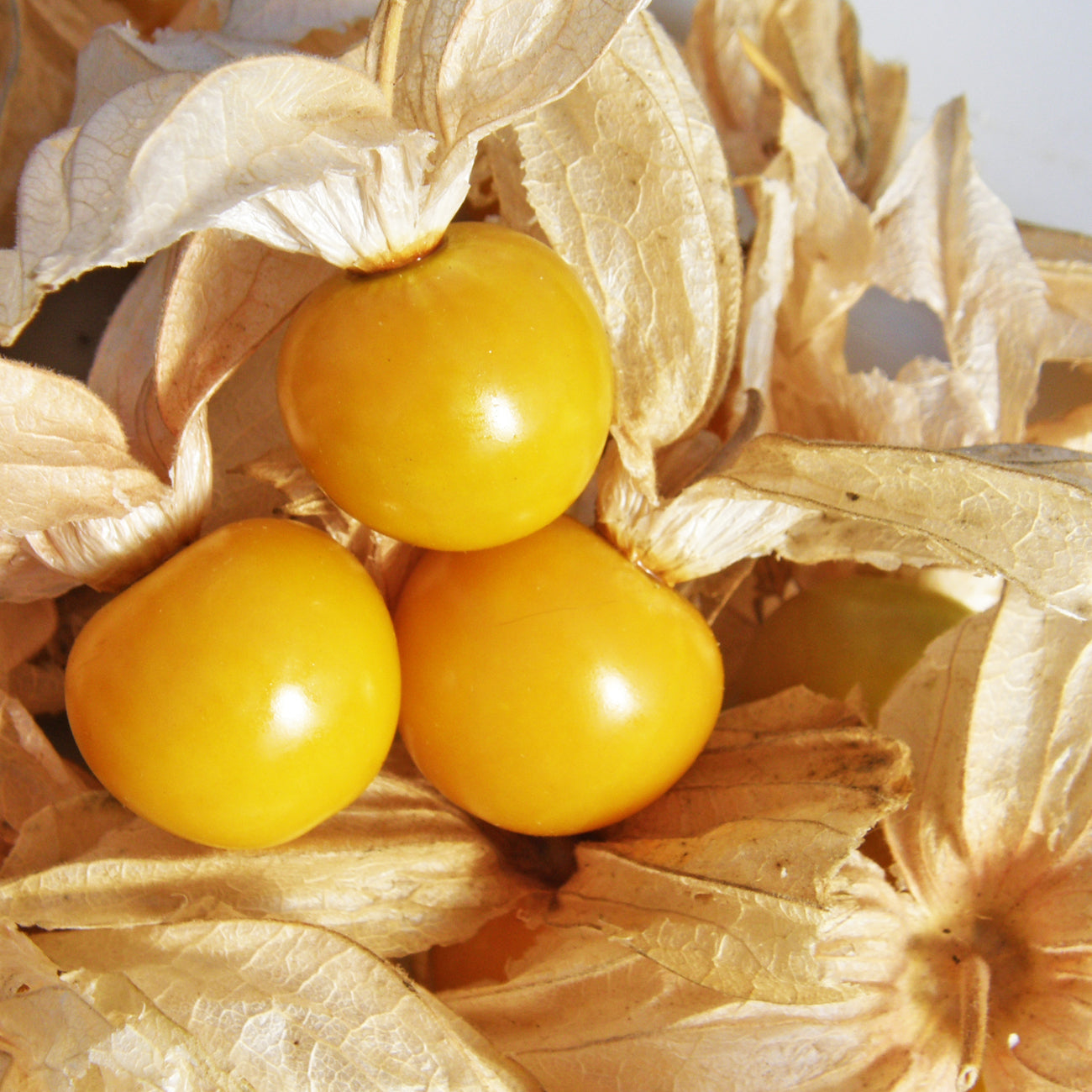Ground cherry