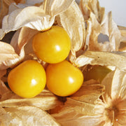 Ground cherry
