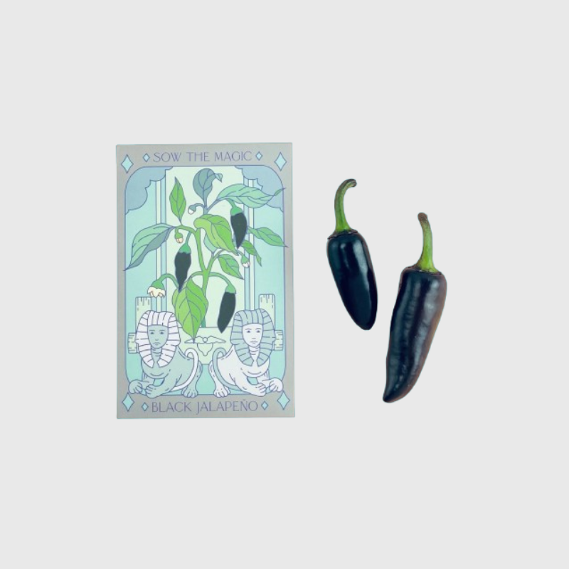 Seed Tarot Card