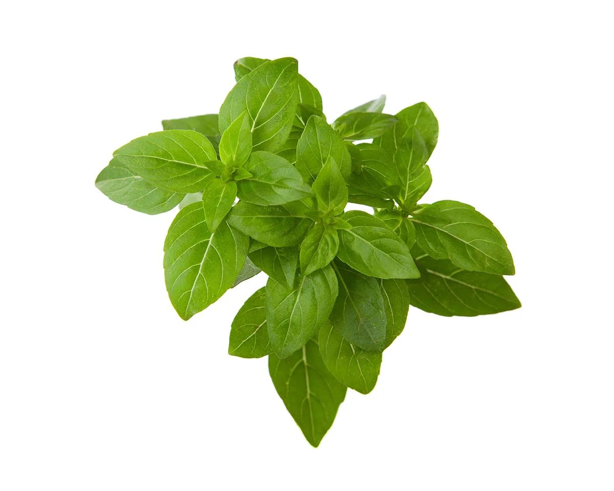 Dwarf Basil Plant Pods - Basilic nain - ClicknGrow